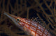 Longnose Hawkfish Oxycirrhites Typus Wall Decal Design 2