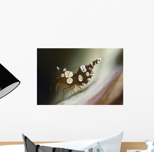 Amboin Shrimp Thor Amboinensis Wall Decal