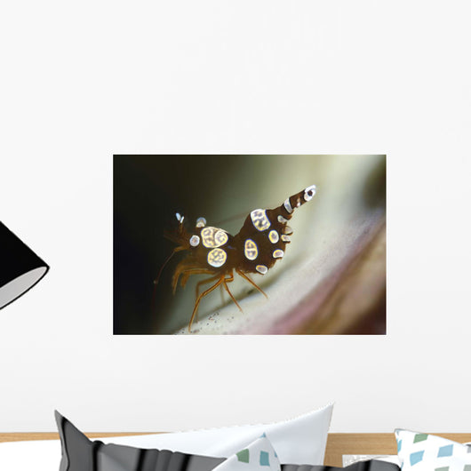 Amboin Shrimp Thor Amboinensis Wall Decal