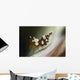 Amboin Shrimp Thor Amboinensis Wall Decal