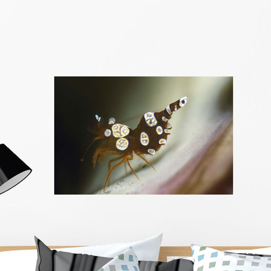 Amboin Shrimp Thor Amboinensis Wall Decal