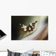 Amboin Shrimp Thor Amboinensis Wall Decal