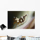 Amboin Shrimp Thor Amboinensis Wall Decal