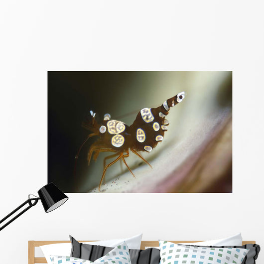 Amboin Shrimp Thor Amboinensis Wall Decal