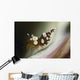 Amboin Shrimp Thor Amboinensis Wall Decal