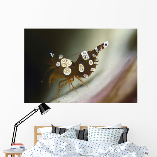 Amboin Shrimp Thor Amboinensis Wall Decal