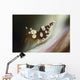 Amboin Shrimp Thor Amboinensis Wall Decal