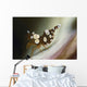 Amboin Shrimp Thor Amboinensis Wall Decal