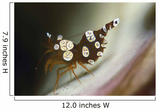 Amboin Shrimp Thor Amboinensis Wall Decal