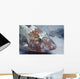 Rosy Goatfish Parupeneus Rubescens Wall Decal
