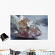 Rosy Goatfish Parupeneus Rubescens Wall Decal