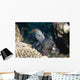 Slingjaw Wrasse Epibulus Insidiator Wall Decal