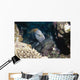 Slingjaw Wrasse Epibulus Insidiator Wall Decal