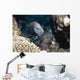 Slingjaw Wrasse Epibulus Insidiator Wall Decal