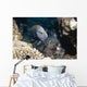Slingjaw Wrasse Epibulus Insidiator Wall Decal