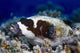 Masked Puffer Arothron Diadematus Wall Decal