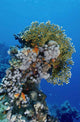 Reefscape Red Sea Wall Decal