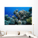 Anthias Fish Swimming around Wall Decal
