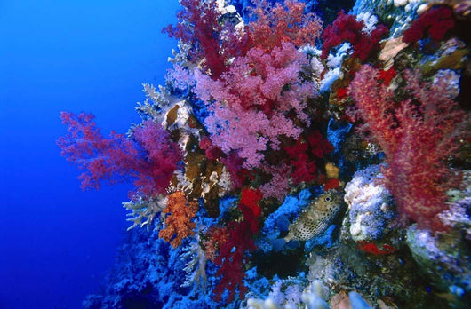 Colorful Soft Coral Reefscape Wall Decal Design 4