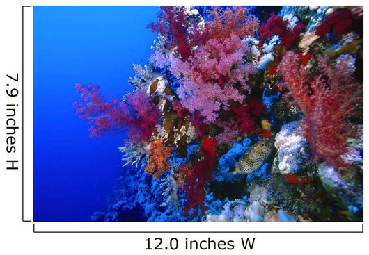 Colorful Soft Coral Reefscape Wall Decal Design 4