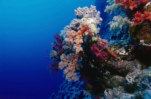 Colorful Soft Coral Reefscape Wall Decal Design 3