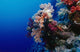 Colorful Soft Coral Reefscape Wall Decal Design 3