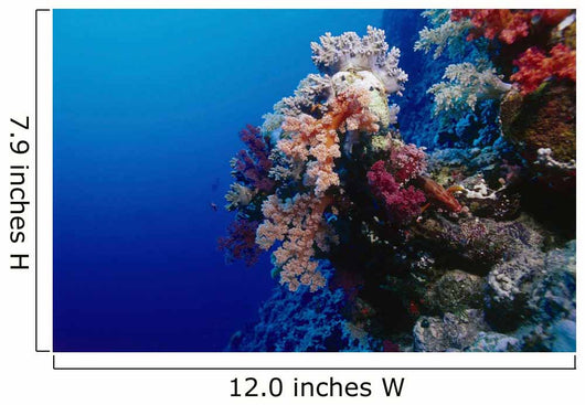 Colorful Soft Coral Reefscape Wall Decal Design 3