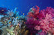 Colorful Soft Coral Reefscape Wall Decal Design 2