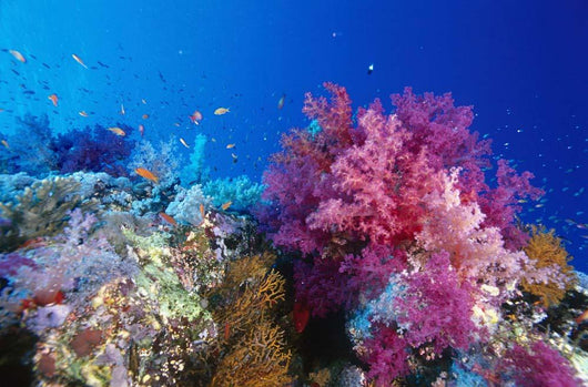 Colorful Soft Coral Reefscape Wall Decal Design 1