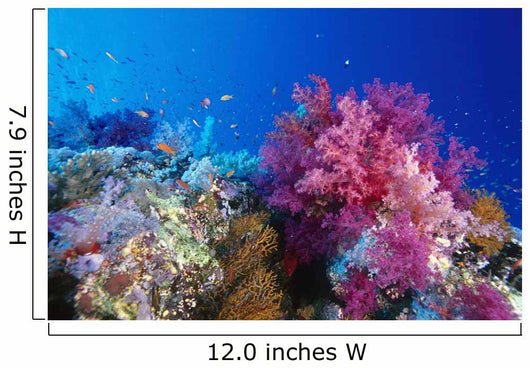 Colorful Soft Coral Reefscape Wall Decal Design 1