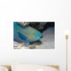 Parrotfish Portrait Red Sea Wall Decal