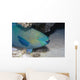 Parrotfish Portrait Red Sea Wall Decal