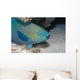 Parrotfish Portrait Red Sea Wall Decal