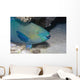 Parrotfish Portrait Red Sea Wall Decal