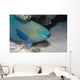 Parrotfish Portrait Red Sea Wall Decal