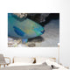 Parrotfish Portrait Red Sea Wall Decal
