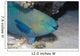Parrotfish Portrait Red Sea Wall Decal