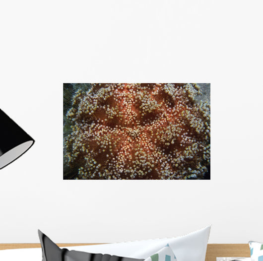 Fire Urchin Asthenosoma Marisrubri Wall Decal