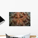 Fire Urchin Asthenosoma Marisrubri Wall Decal
