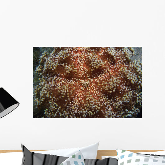 Fire Urchin Asthenosoma Marisrubri Wall Decal