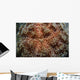Fire Urchin Asthenosoma Marisrubri Wall Decal