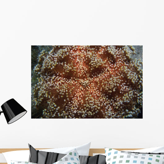 Fire Urchin Asthenosoma Marisrubri Wall Decal