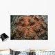 Fire Urchin Asthenosoma Marisrubri Wall Decal