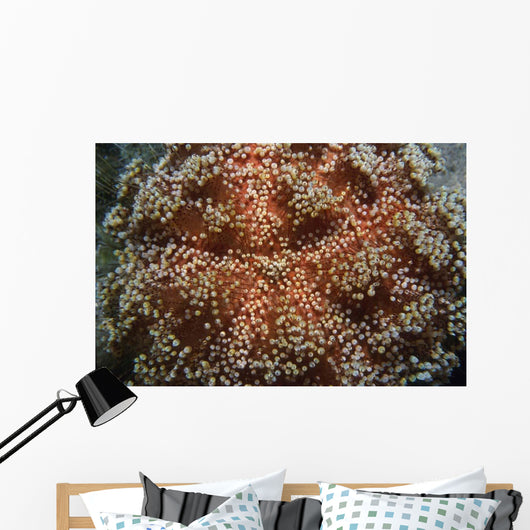 Fire Urchin Asthenosoma Marisrubri Wall Decal