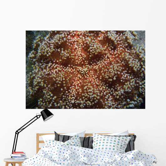 Fire Urchin Asthenosoma Marisrubri Wall Decal