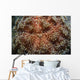 Fire Urchin Asthenosoma Marisrubri Wall Decal