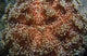 Fire Urchin Asthenosoma Marisrubri Wall Decal