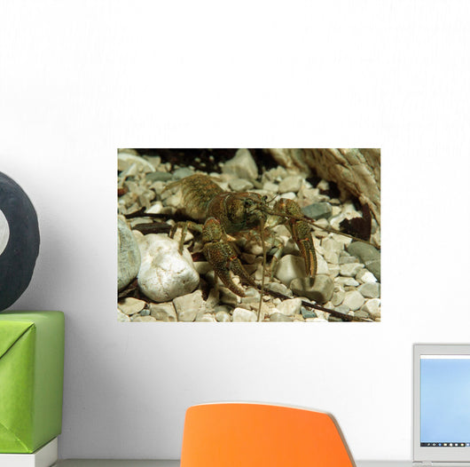 Stone Crayfish Kalkapen National Wall Decal Design 2