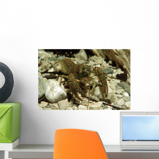 Stone Crayfish Kalkapen National Wall Decal Design 2