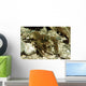 Stone Crayfish Kalkapen National Wall Decal Design 2